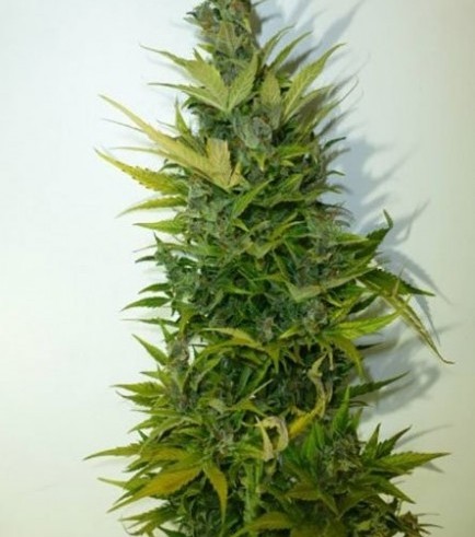 Semilla Lemon Haze Autofloreciente