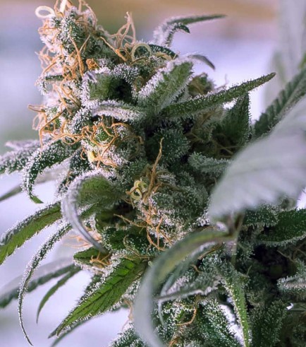 Semilla Lemon Stilton