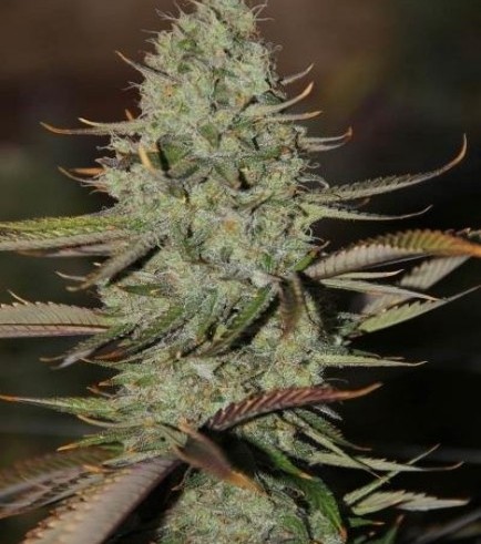 Semilla Marionberry Kush