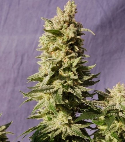 Semilla Mataró Blue