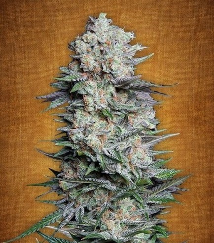 Semilla Mexican Airlines