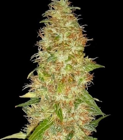 Semilla Moon Walker Kush