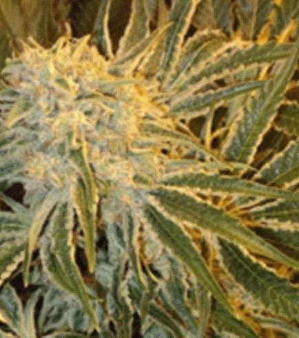 Semilla Northern Lights 9