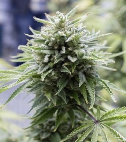 Semilla OG Kush Autofloreciente