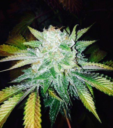 Semilla Orange Cream