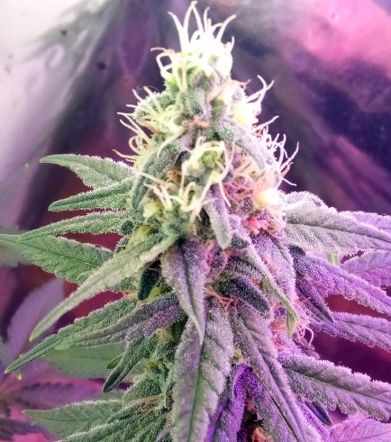 Semilla Pandora's Box