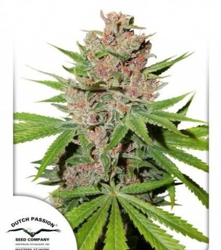 Semilla Passion Fruit