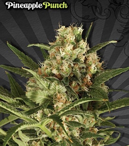 Semilla Pineapple Punch