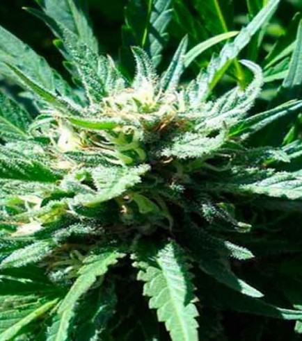 Semilla Pineapple Slick