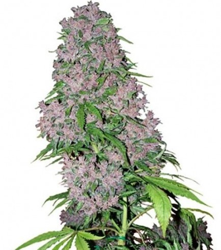 Semilla Purple Bud