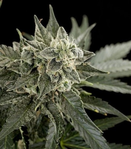 Semilla Roadrunner 2 Autofloreciente