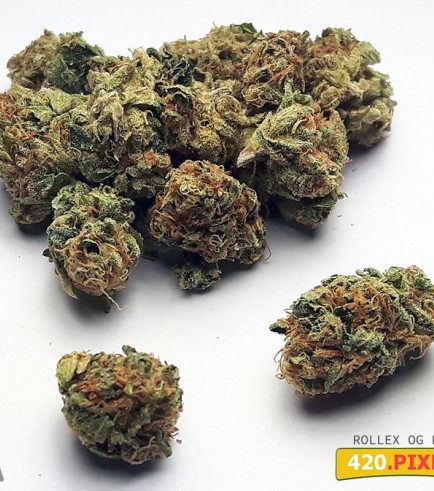 Semilla Rollex OG Kush