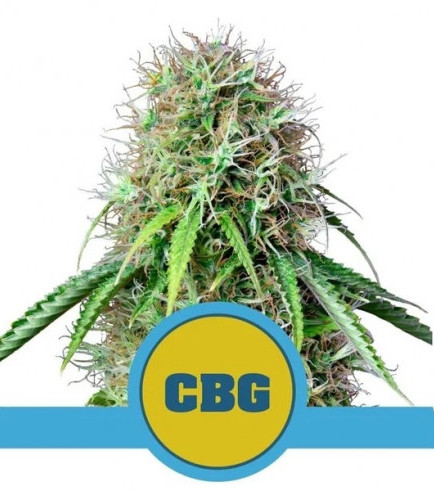 Semilla Royal CBG Automatic
