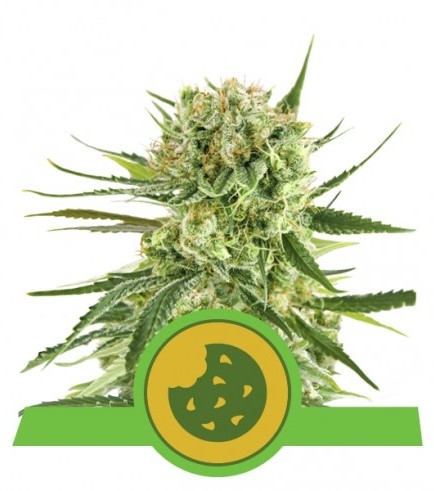 Semilla Royal Cookies Autofloreciente