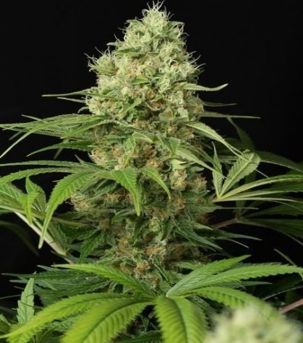 Semilla Shark Shock CBD