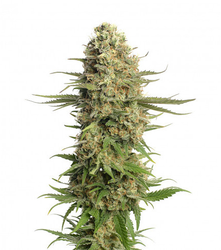 Semilla Skywalker Saga