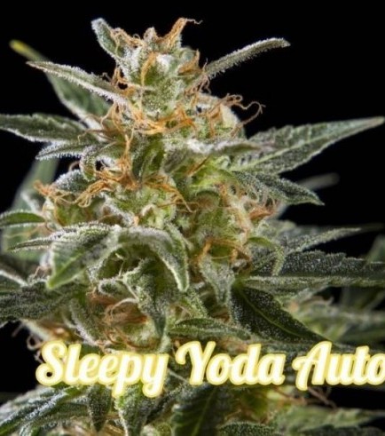 Semilla Sleepy Yoda Autofloreciente