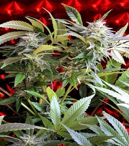 Semilla Strawberry Skunk