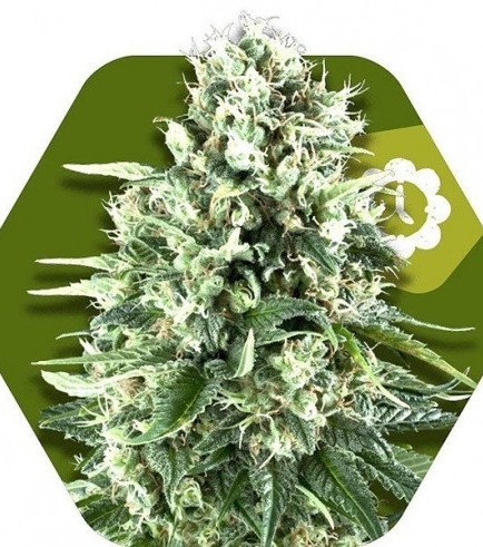 Semilla Super Silver Haze Autofloreciente