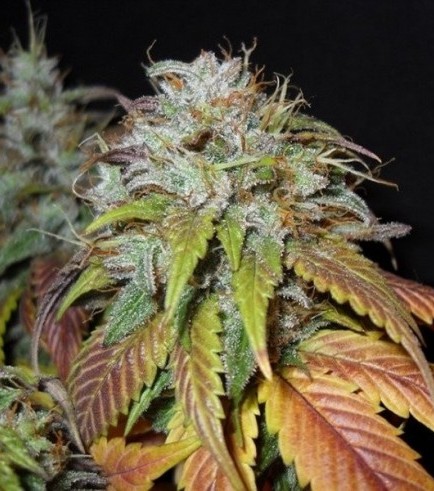 Semilla Swiss Cheese