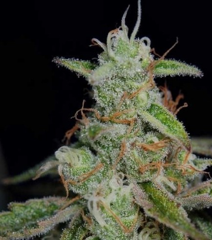 Semilla The Third Dimension