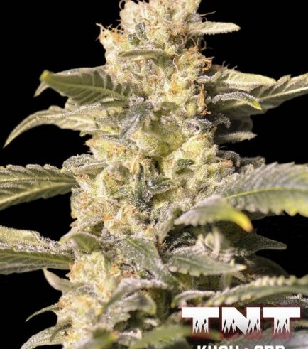 Semilla TNT Kush CBD