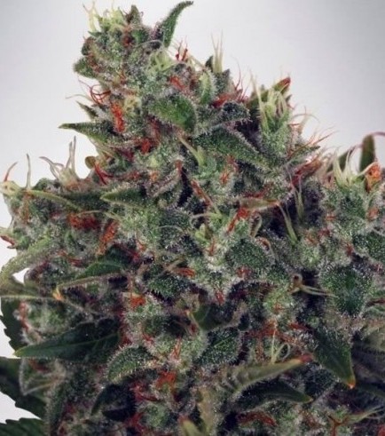 Semilla Ultra White Amnesia