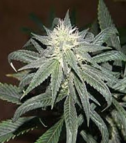 Semilla Whitaker Blues